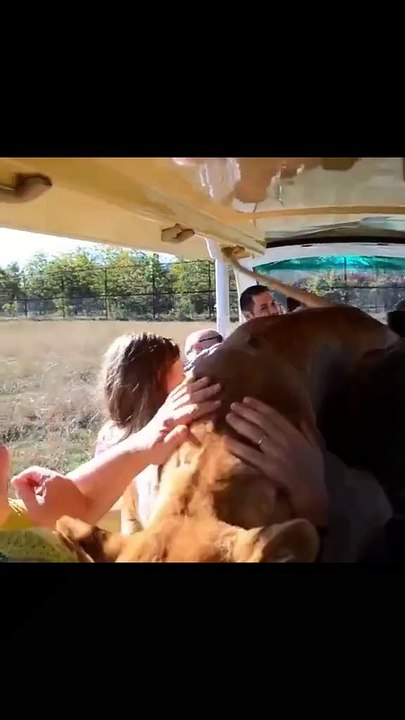 Bro forgot they were a lion