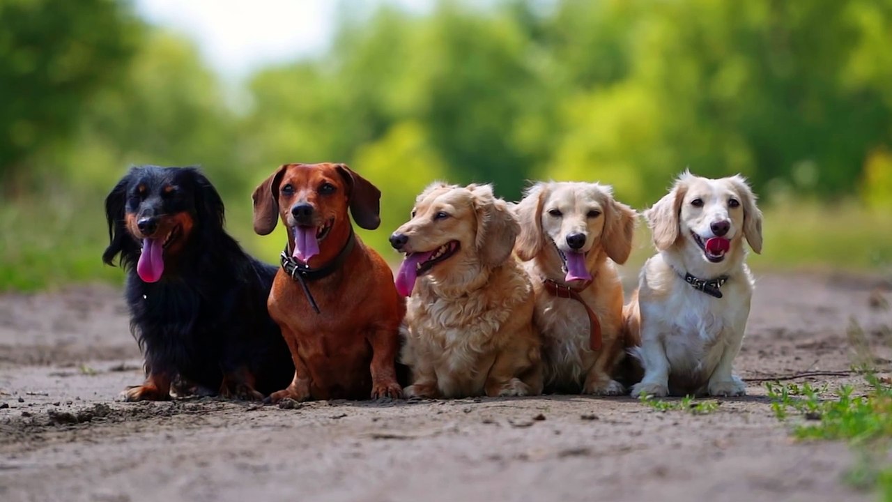 DISTEMPER