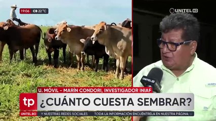 ¿Cuánto cuesta producir pasto y el alimento para el ganado en Bolivia?