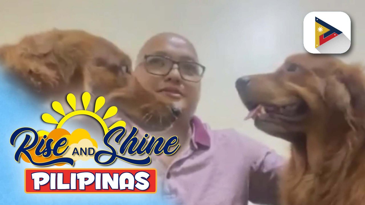 Wednesday Pet's Day | Golden retriever