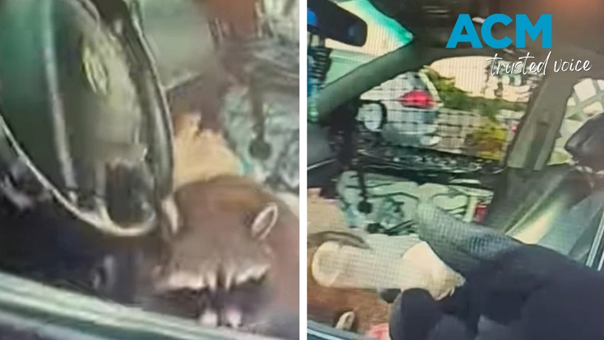 Racoon with meth pipe found in driver's seat during roadside stop ...