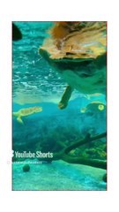 Silent Witnesses of Time The Extraordinary Lives of Turtles