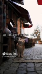 The CIA Tried to Use Cats to Gather Information About Their Targets