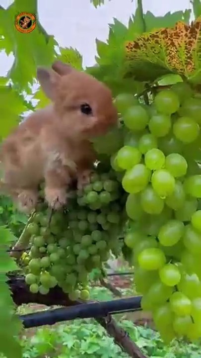 Cute rabbits eating