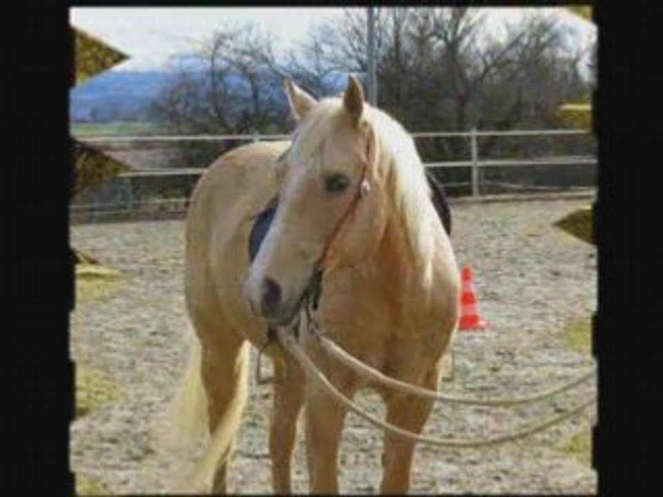 Montage sur Maude et ses juments