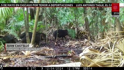 IA ayuda a identificar 16 jaguares en la Reserva Estatal de Dzilam en Yucatán | Milenio Hábitat
