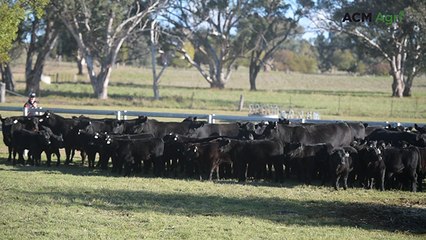 Millah Murrah takes big step towards achieving impressive conception rates