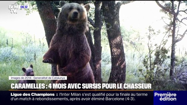 Pyrénées: le chasseur qui a tué l'ourse Caramelles lors d'une battue illicite en 2021, condamné à quatre mois de prison avec sursis