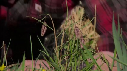 Søren Vesters Have - Forårshaven vågner | Påskeudgave og TV sendt d. 9 April 2025 | DRTV