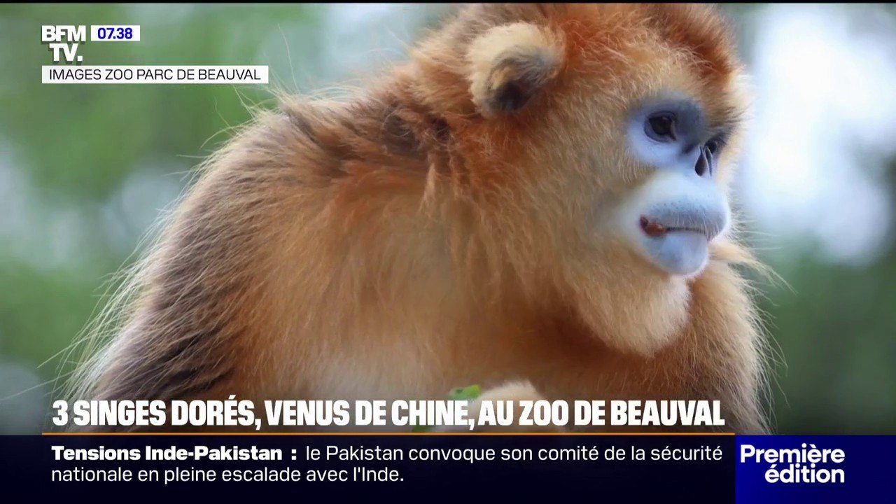 3 singes dorés venus de Chine seront présentés au public ce mercredi au zoo de Beauval