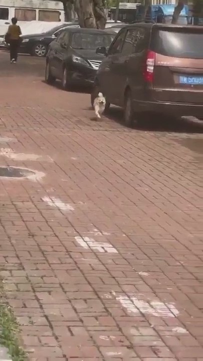 Este perro tiene la reacción más tierna al ver a su dueño después de mucho tiempo