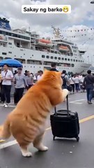 Cat's Mission to Rescue the Friend