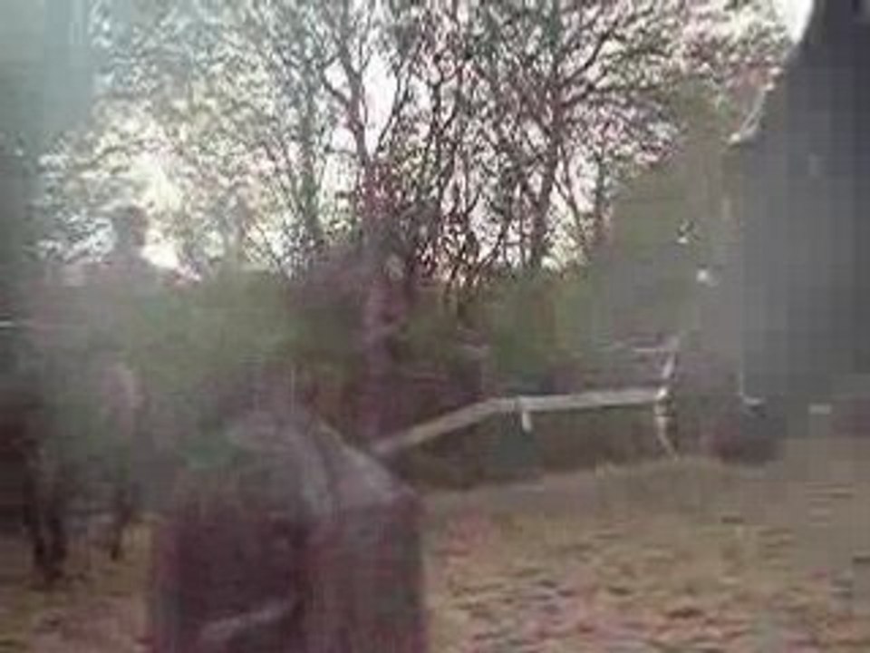 ophélie au galop sur mao