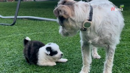 Une famille d’accueil partage des moments de leur chien avec un chiot : plus de 100K d’internautes sont attendris
