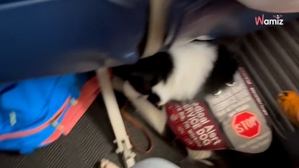 Pendant les consignes de l'hôtesse de l'air, elle décide de filmer son "bagage" qui ne rentre pas sous le siège (vidéo)