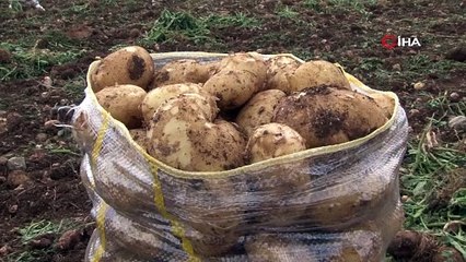 Türkiye'ye yurtdışından gelen 2 bin tondan fazla patates ''virüslü'' çıkınca iade edildi!