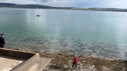 Rare Porbeagle Shark Sighted in Dyfi Estuary 🦈