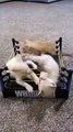 WWE cute cats new viral funny video 😂📸 #viralvideo #shortvideo #viralshort #funnyvideo #shorts