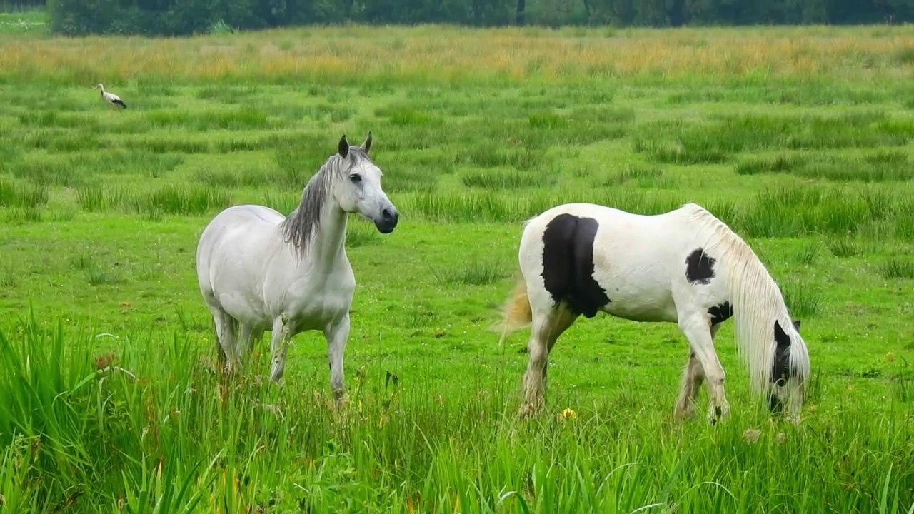 Beautiful Animal Moments - Dog, Cat, Chicken, Elephant, Cow, Horse, Pig,  Sheep - Animal Sounds