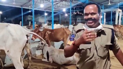 İnek idrarı ile kendini kutsayan Hintli asker sosyal Medyada viral oldu