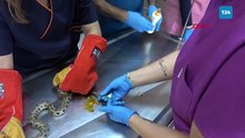Tedavi edilen su yılanı doğaya salındı