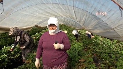 Tarlada geçim mücadelesi: "Biz artık et, süt, yoğurt alamıyoruz" 