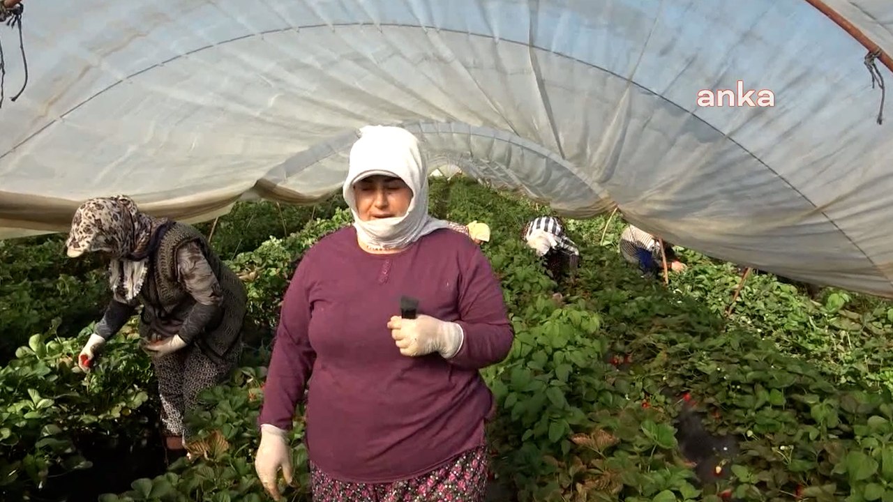 Tarlada geçim mücadelesi: "Biz artık et, süt, yoğurt alamıyoruz" 