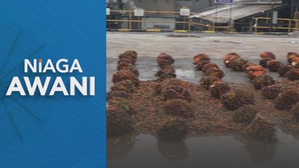 Harga minyak sawit mentah jatuh, terendah dalam 11 bulan