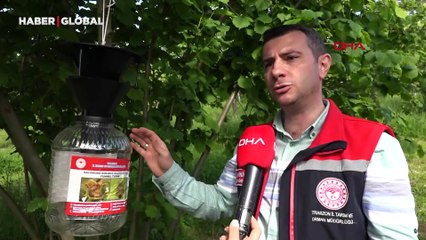 Fındığın son dönemdeki kabusuna karşı yeni tuzak devrede