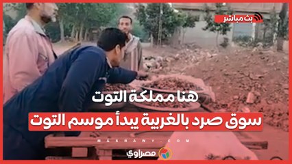 هنا مملكة التوت .. سوق صرد بالغربية يبدأ موسم التوت