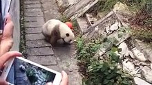 The daily life of pandas 🐼(79)   #Panda #Lovely