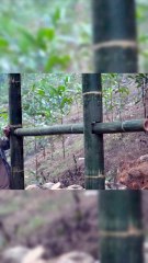 Build a bamboo shelter under the rocks to survive part1