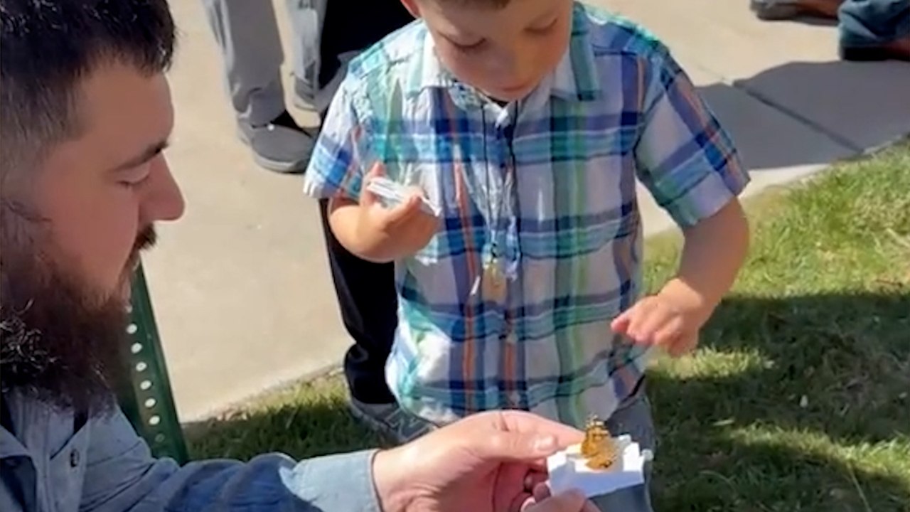 Kleiner Junge lässt Schmetterling los, der Sekunden später zerquetscht wird