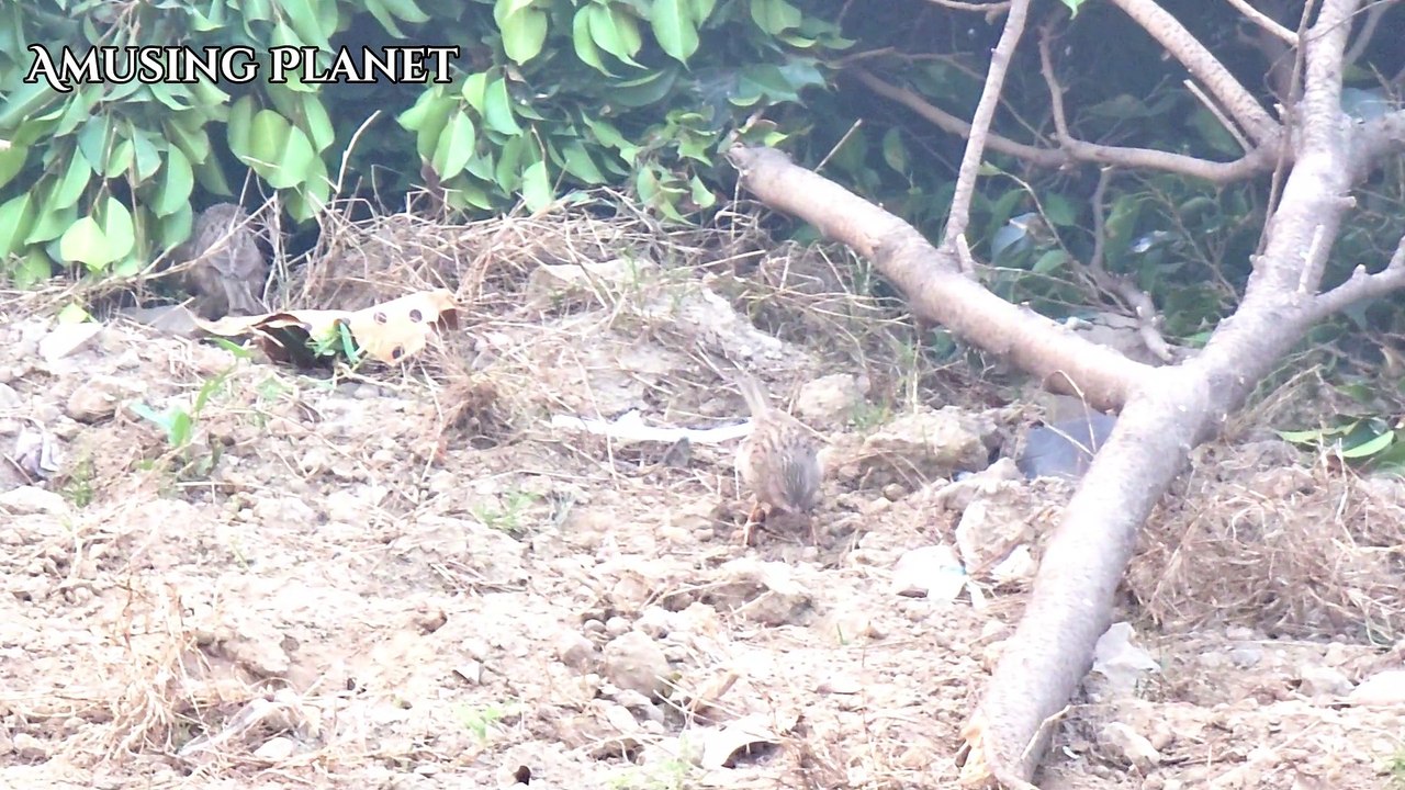 Common Babbler Bird Behavior & Characteristics