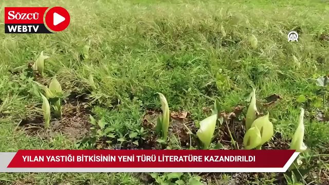 Dünyada sadece Türkiye'de yetişiyor: Çiğ hali zehirli ama suyu tam bir şifa deposu