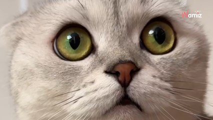 Opiekunka niechcący nadepnęła kotu na ogon. Jego zemstę obejrzano już 17 milionów razy!