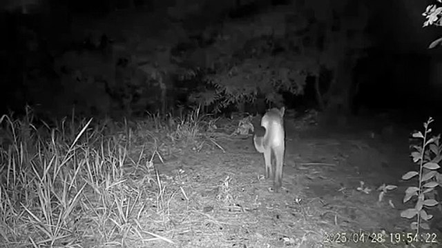 Câmeras flagram onça-parda e filhotes em sítio próximo a Goioerê