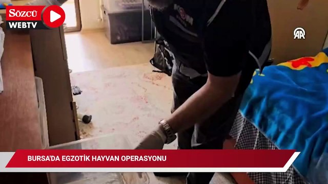 Bursa'da Egzotik Hayvan Operasyonu: Yılan ve Kertenkeleler Koruma Altına Alındı