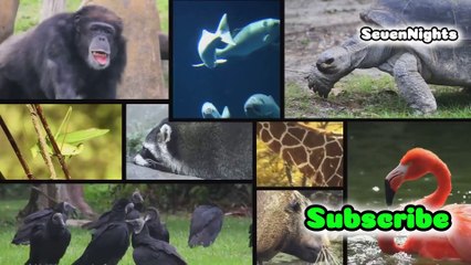 Unbelievable Wildlife Around The World_ Travel Nature Documentary