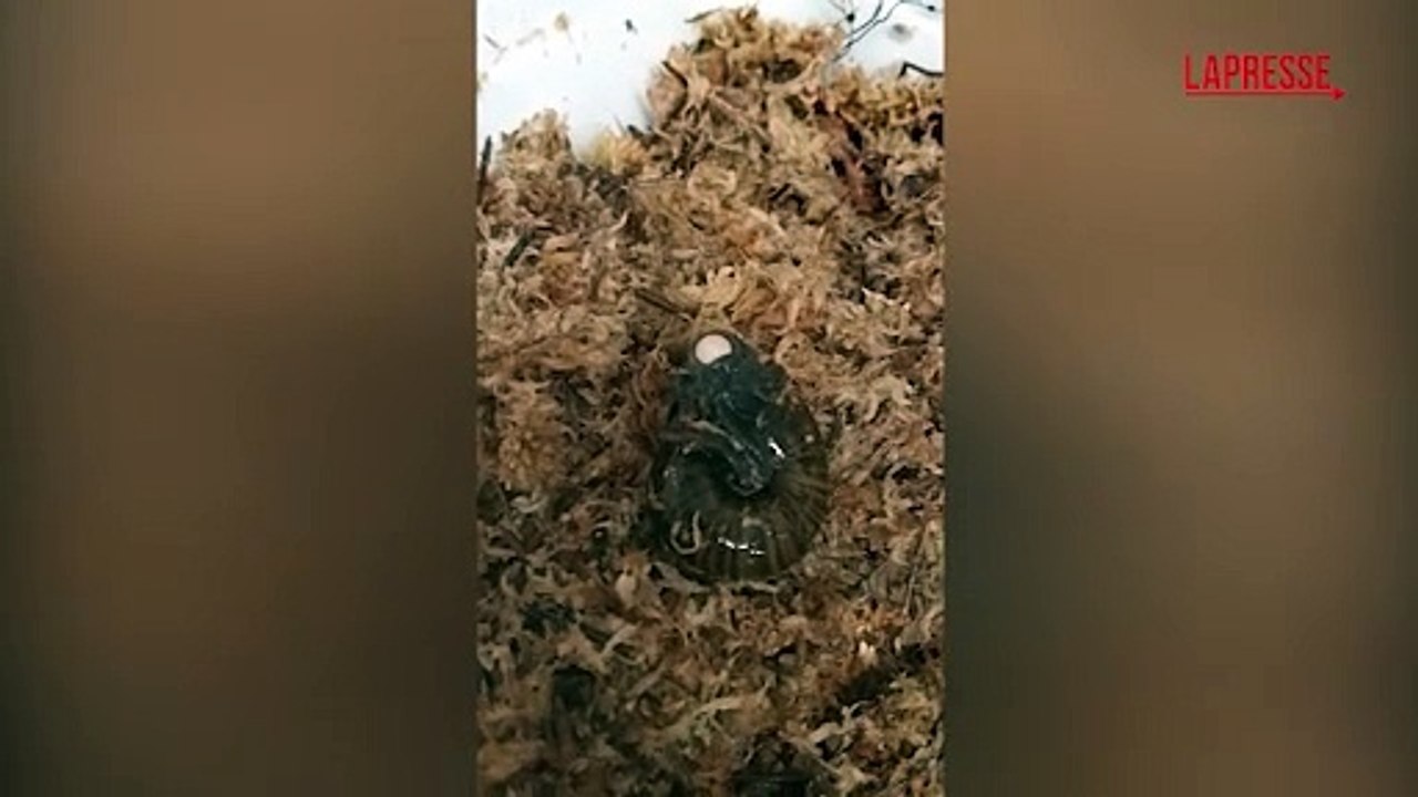 Nuova Zelanda, lumaca carnivora depone uova dal collo