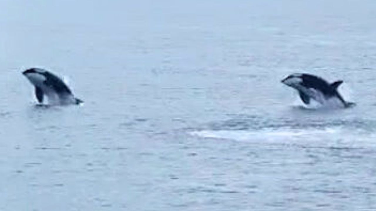 Incredible moment four orcas caught on camera off coast of Scotland