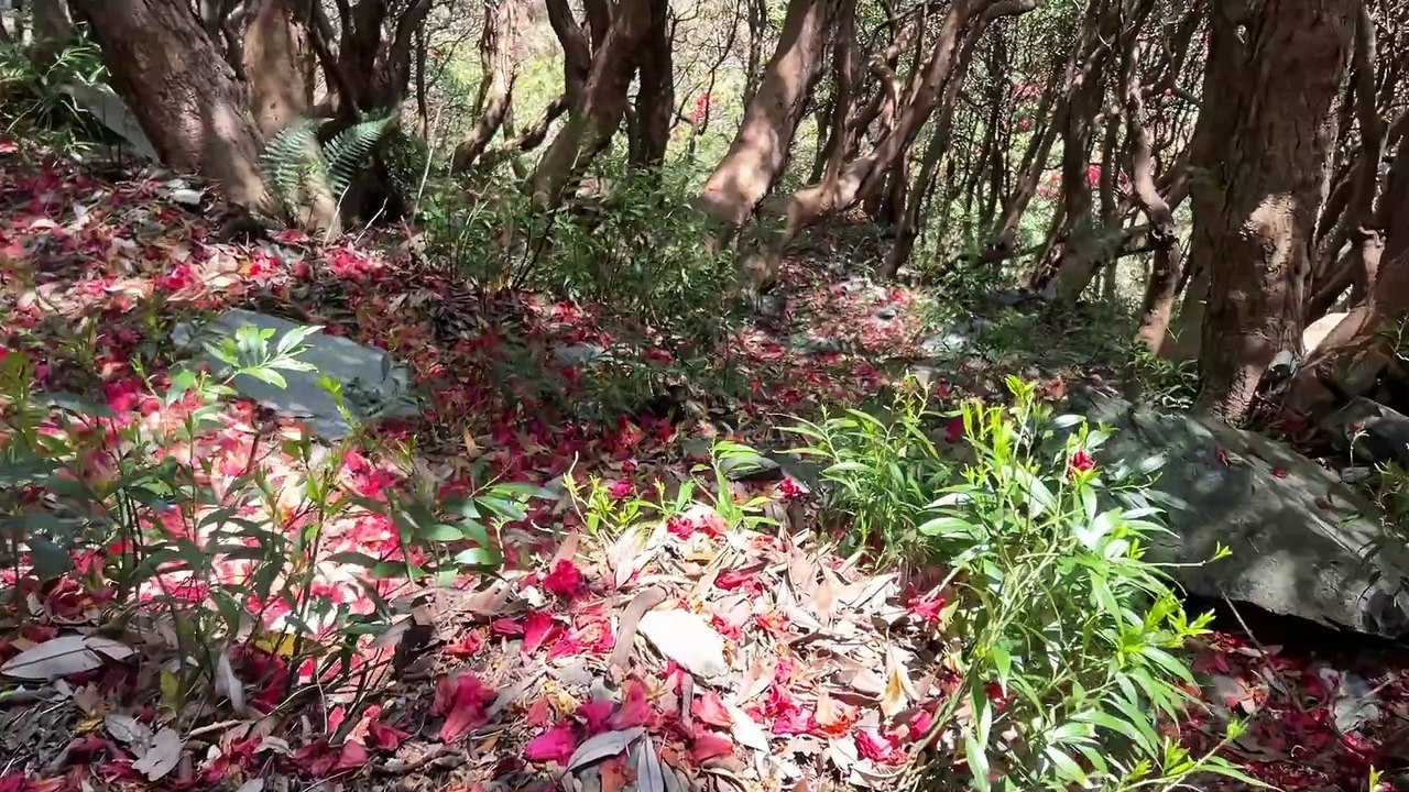 Can You Do Triund Trek in One Day? "Triund Trek Adventure | From McLeodganj to the Himalayas