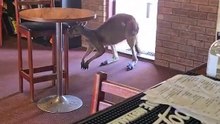 Kangaroo sneaking into pub only in Australia 🇦🇺