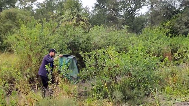 Científicos argentinos descubrieron una especie animal: cómo es el nuevo pez killi gigante