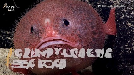 This Is One of the Craziest and Hilarious Looking Creatures in the Ocean