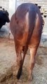 0304-5609897 Sahiwal Breed Bull/Rawalpindi/Qurbani/Beauti in 4,30,000/- #cute #cow #bull