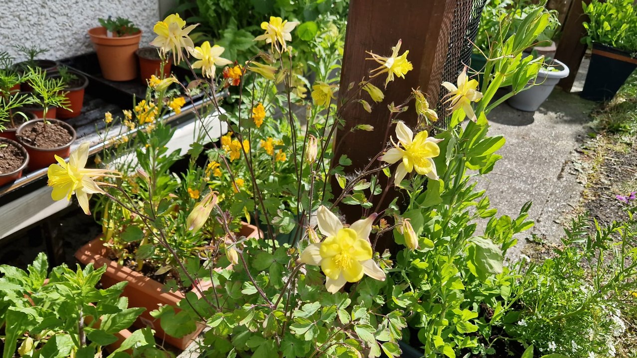 Flower show comes early as plants thrive in warm May sunshine
