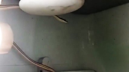 Snake discovered inside train toilet