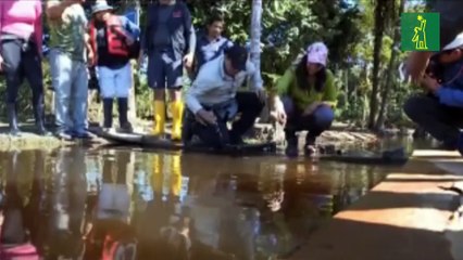 Ecuador pone en marcha su plan para proteger a los delfines de río