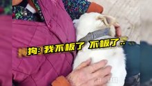 Paw-sitively Hilarious：Cats and Dogs That’ll Make